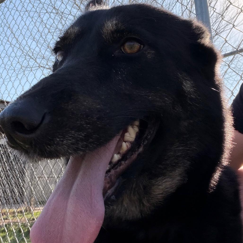 Enlarge Aspen (PKA Lucy), a Adoptable German Shepherd Dog in Tulsa, OK image 3/6