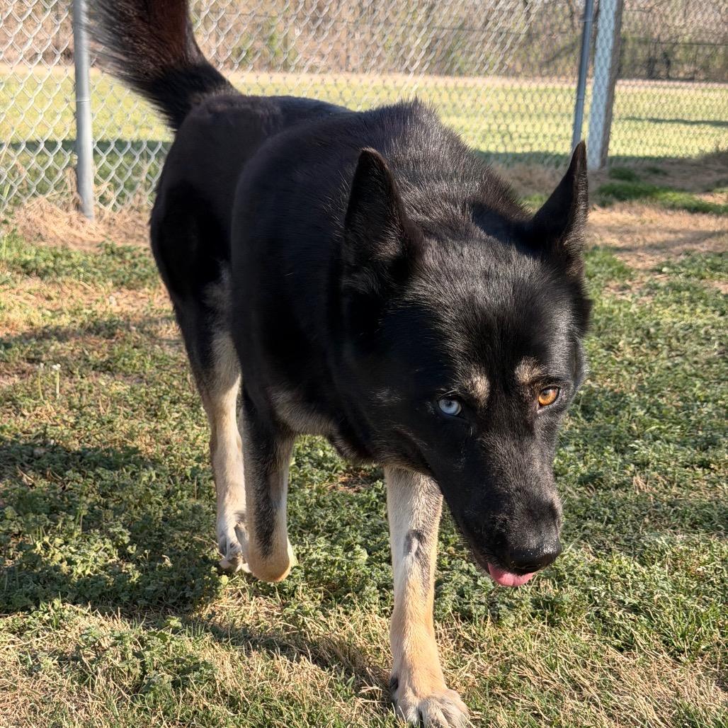 Enlarge Aspen (PKA Lucy), a Adoptable German Shepherd Dog in Tulsa, OK image 6/6