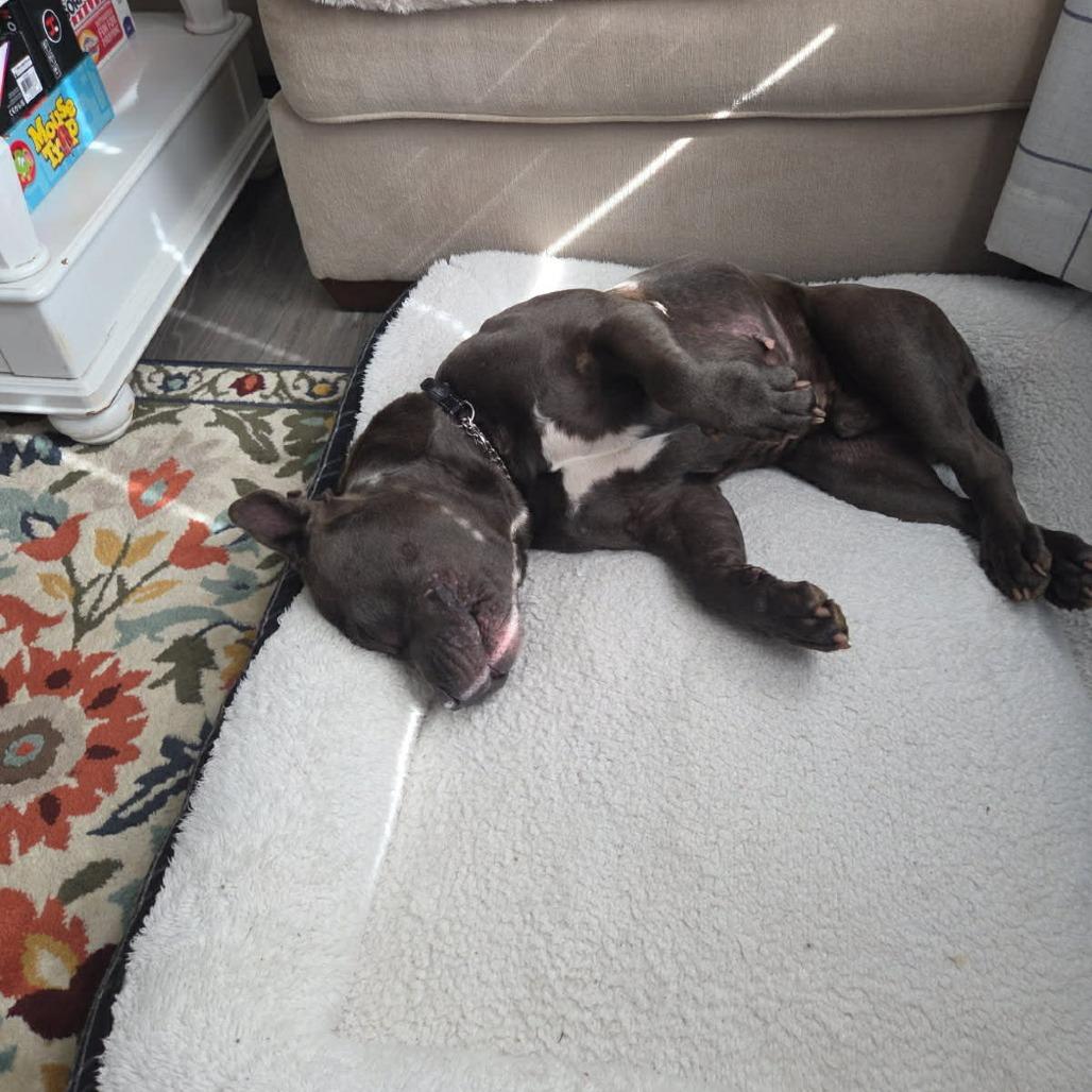 Koala, Adoptable, Adult Male Mixed Breed.