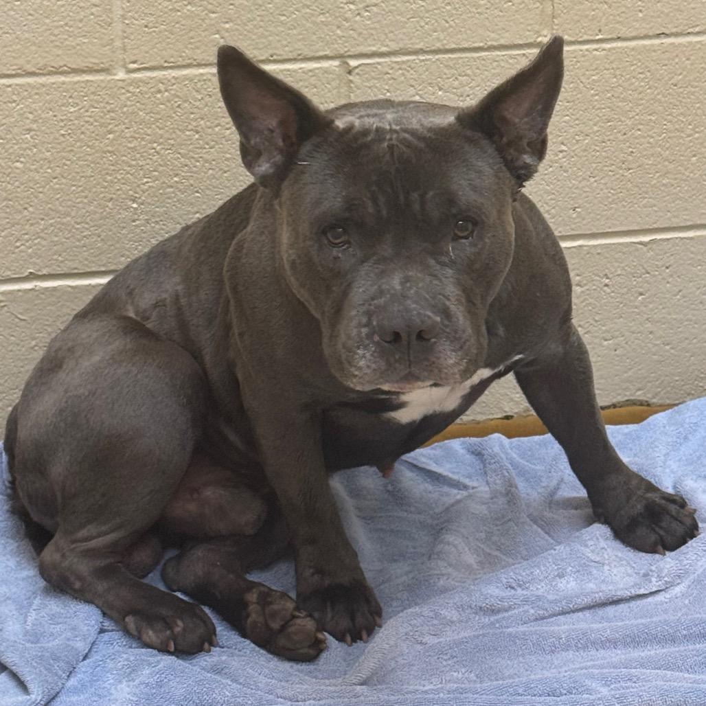 Koala, Adoptable, Adult Male Mixed Breed.