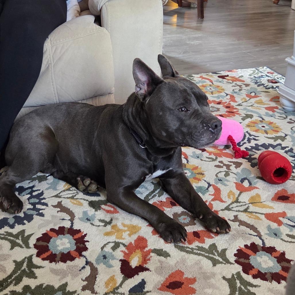 Enlarge Koala, a Adoptable Mixed Breed in Winston-Salem, NC image 3/5