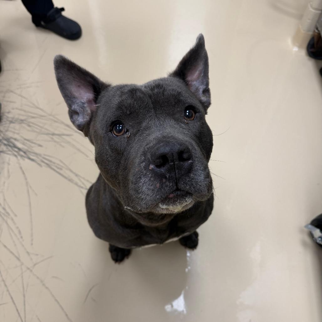 Enlarge Koala, a Adoptable Mixed Breed in Winston-Salem, NC image 2/2