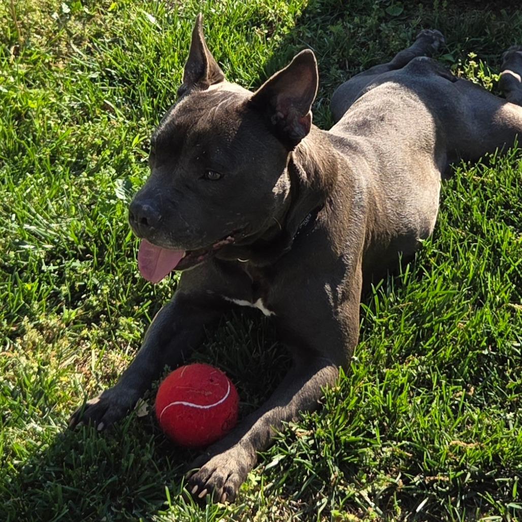 Enlarge Koala, a Adoptable Mixed Breed in Winston-Salem, NC image 5/5