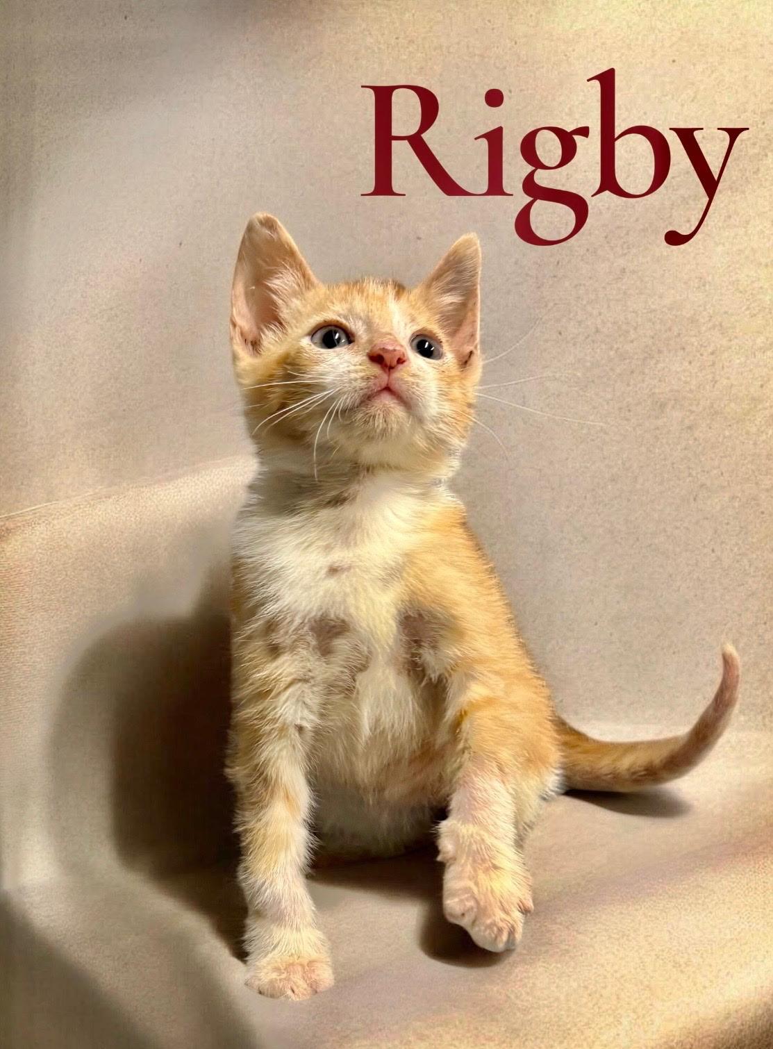 Rigby, Adoptable, Kitten Male Domestic Short Hair.