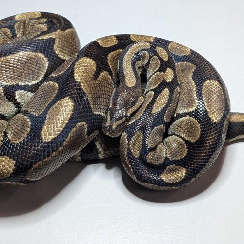 Nella, Adult Female unknown