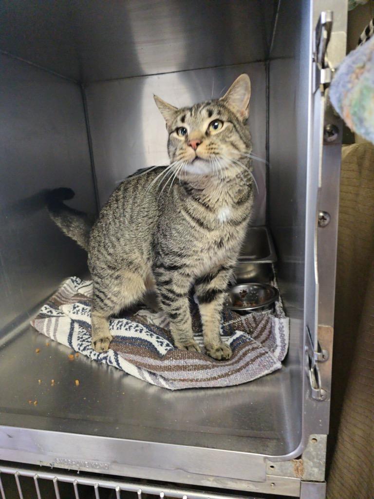 Roche', Adoptable, Adult Male Domestic Short Hair.