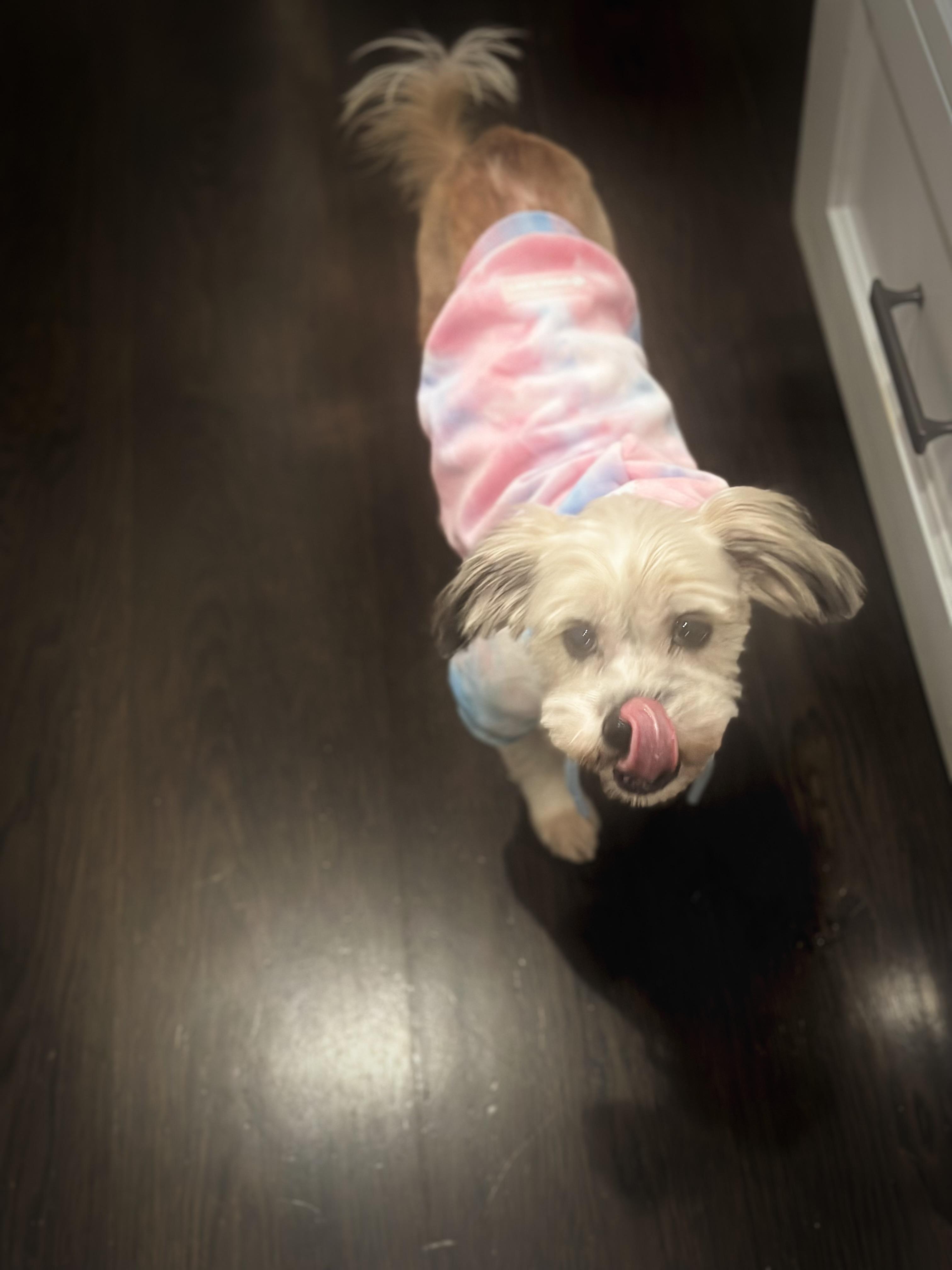 Cancan Loves Kids! thumbnail 4