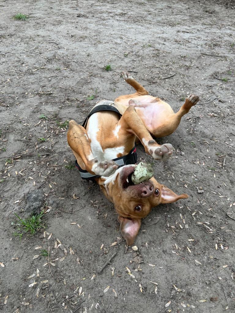 Mr. Bean, Adoptable, Young Male Terrier.