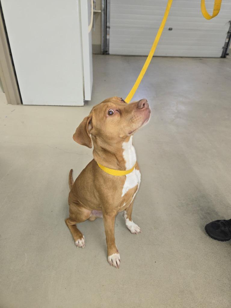 Enlarge Mr. Bean, a Adoptable mixed breed in Berlin, MD image 2/4