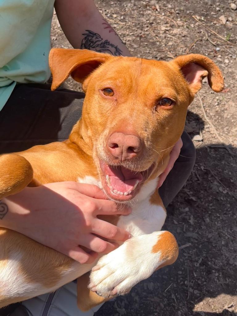 Enlarge Mr. Bean, a Adoptable mixed breed in Berlin, MD image 3/4
