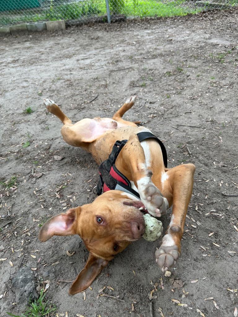 Enlarge Mr. Bean, a Adoptable mixed breed in Berlin, MD image 4/4