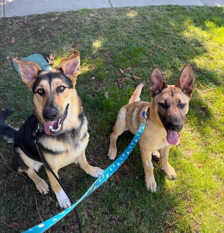 Enlarge Wally, a Adoptable mixed breed in Danville, CA image 1/6