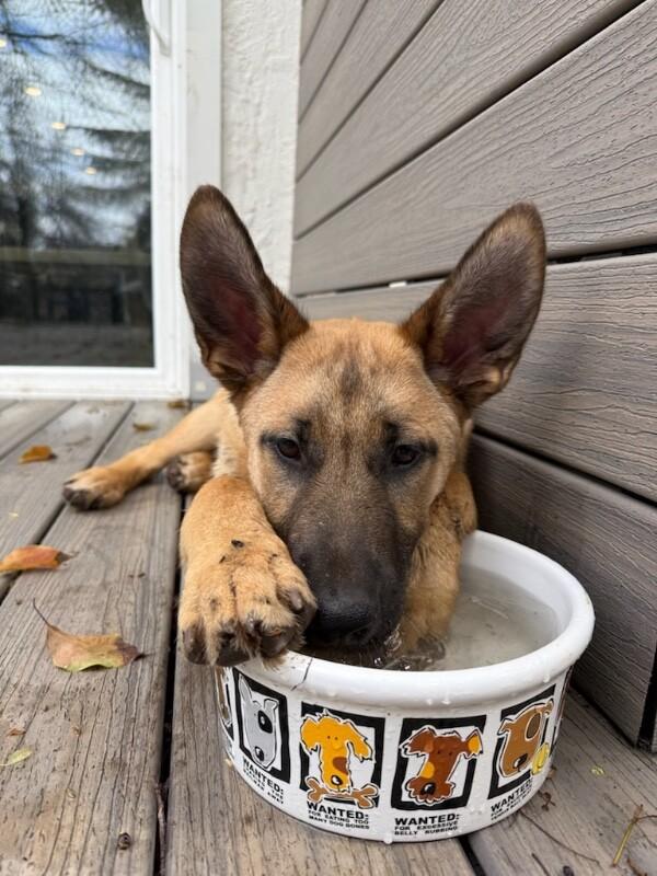 Enlarge Wally, a Adoptable mixed breed in Danville, CA image 2/6