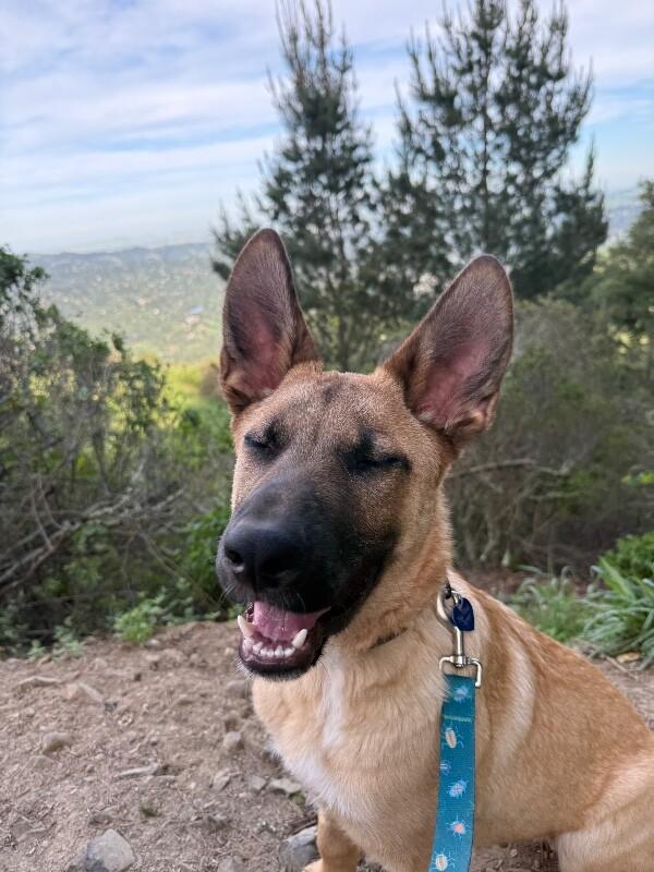 Enlarge Wally, a Adoptable mixed breed in Danville, CA image 3/6