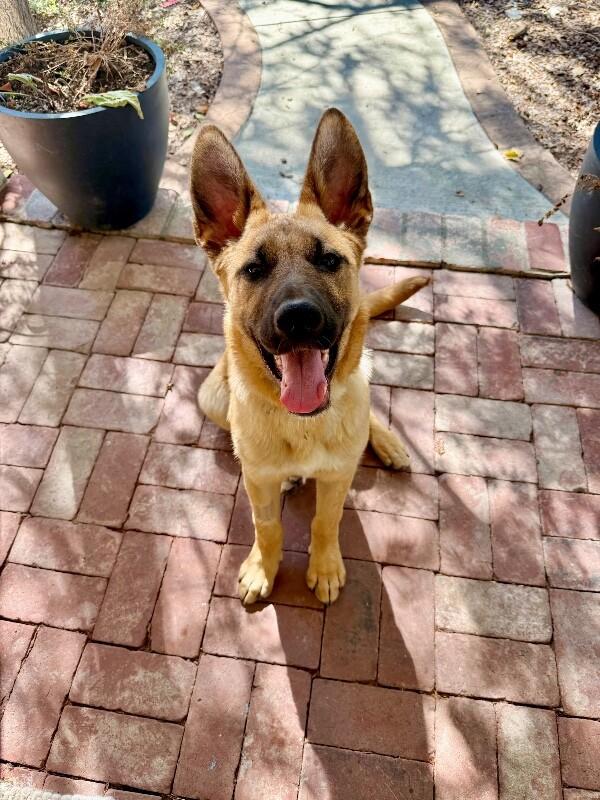 Enlarge Wally, a Adoptable mixed breed in Danville, CA image 4/6