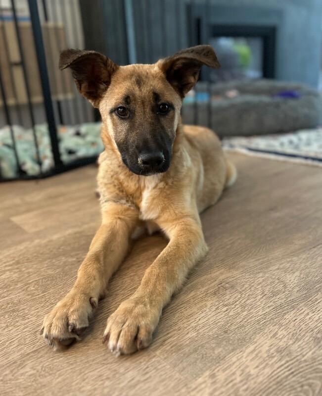 Enlarge Wally, a Adoptable mixed breed in Danville, CA image 5/6