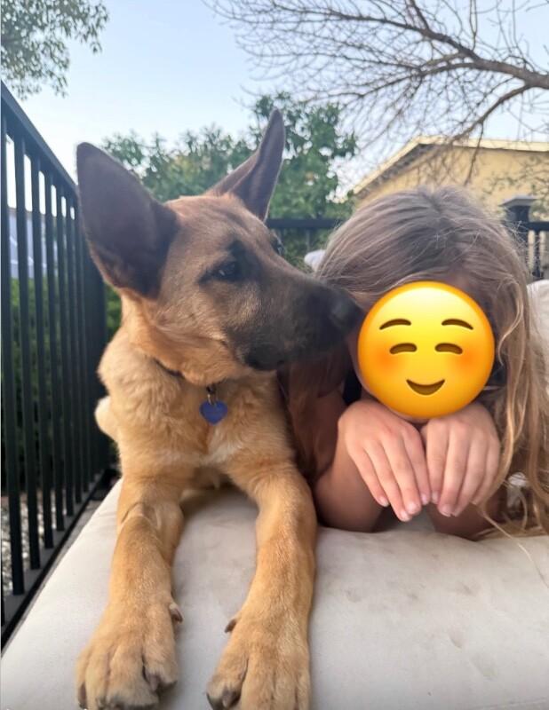 Enlarge Wally, a Adoptable mixed breed in Danville, CA image 6/6