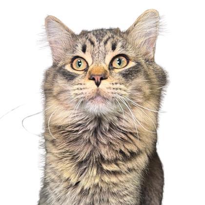 Osprey - PETSMART, Adoptable, Young Male Domestic Long Hair & Domestic Short Hair.