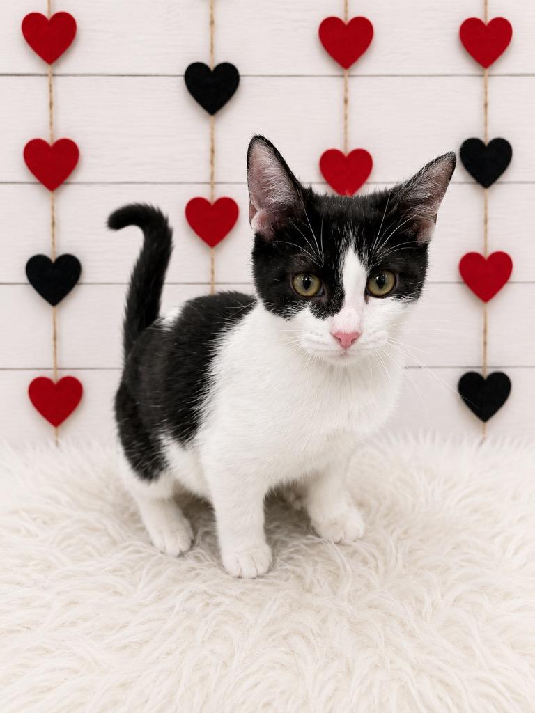 Firefly, Adoptable, Kitten Female Domestic Short Hair.