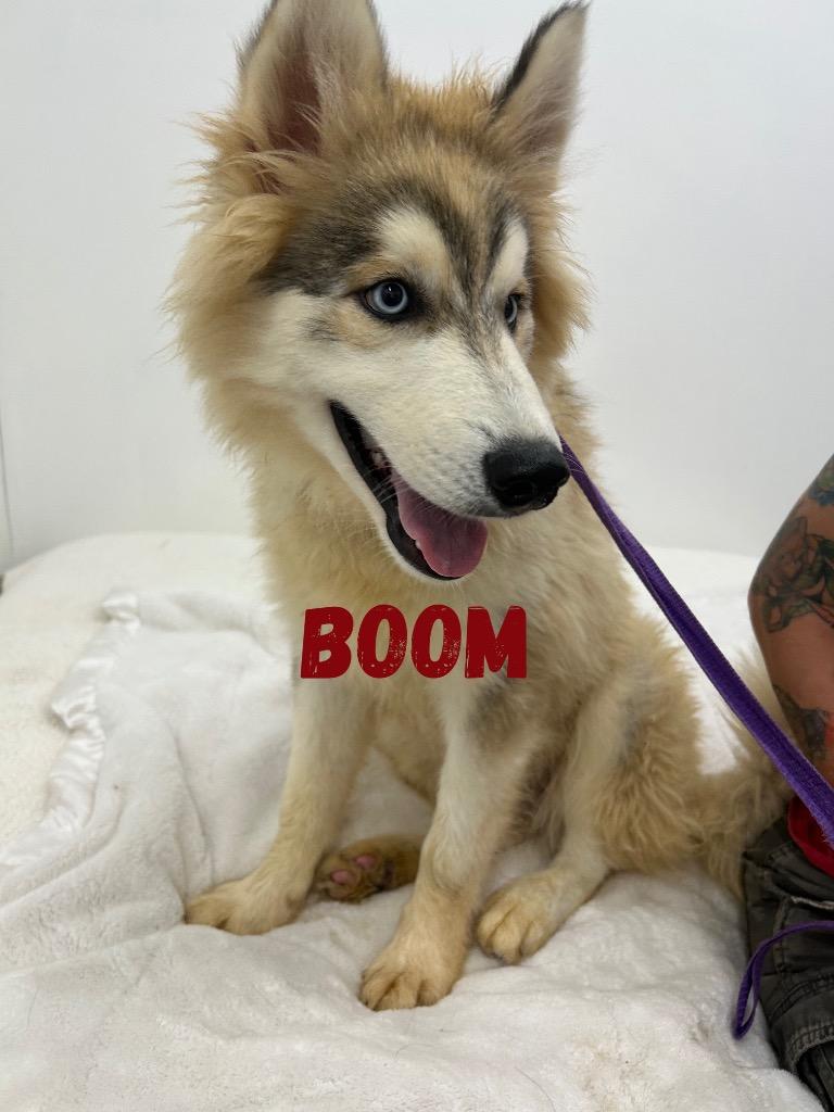 Boom, Adoptable, Young Male Husky.