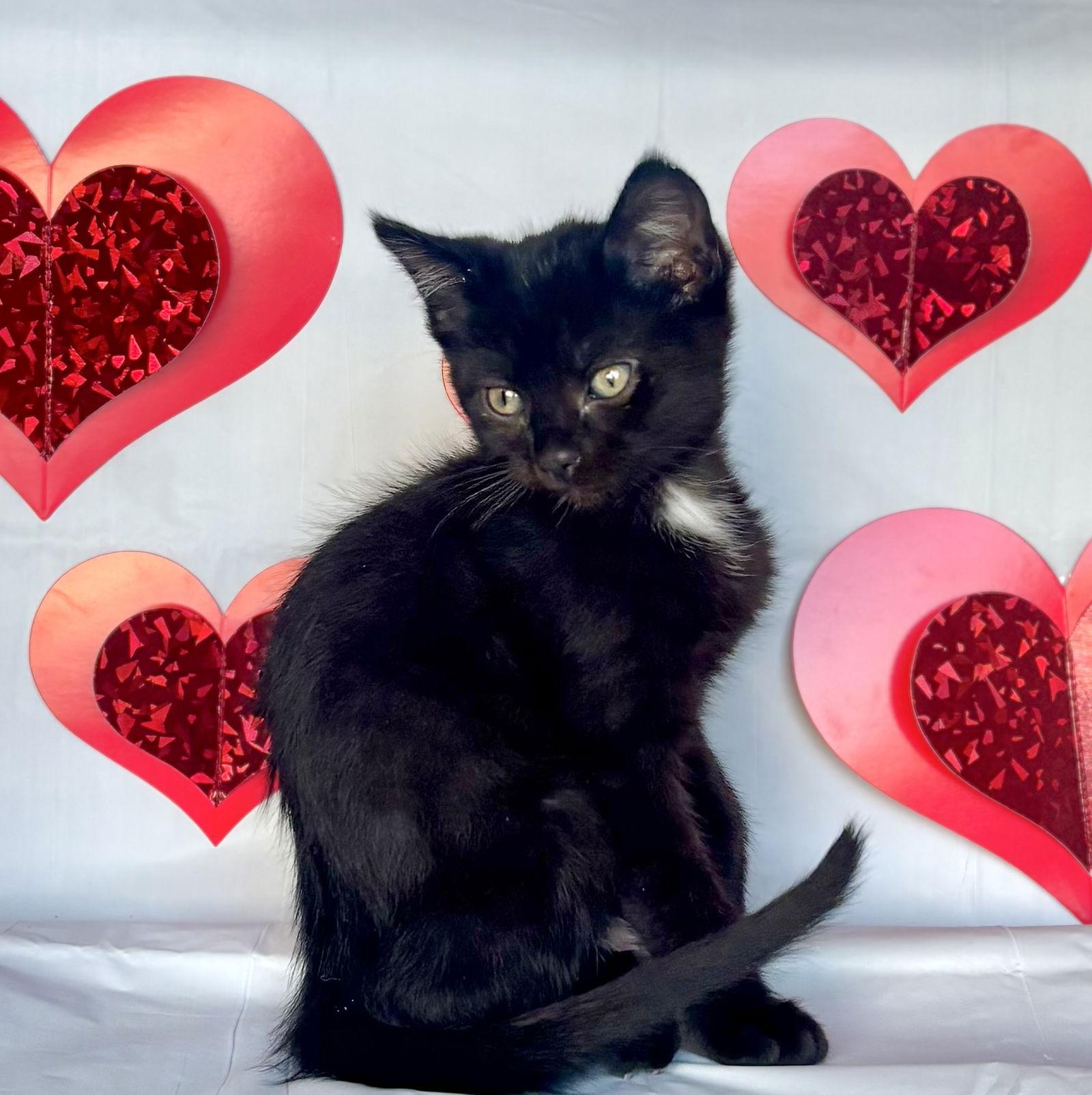 Enlarge Yukio, a Adoptable Domestic Short Hair in Minneapolis, MN image 1/1