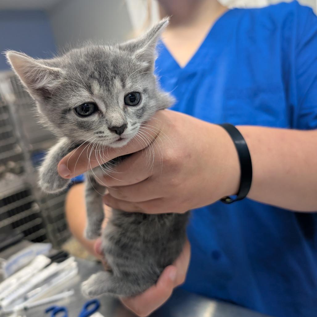 Enlarge Chevy, a Adoptable Domestic Short Hair in Marble, NC image 1/1