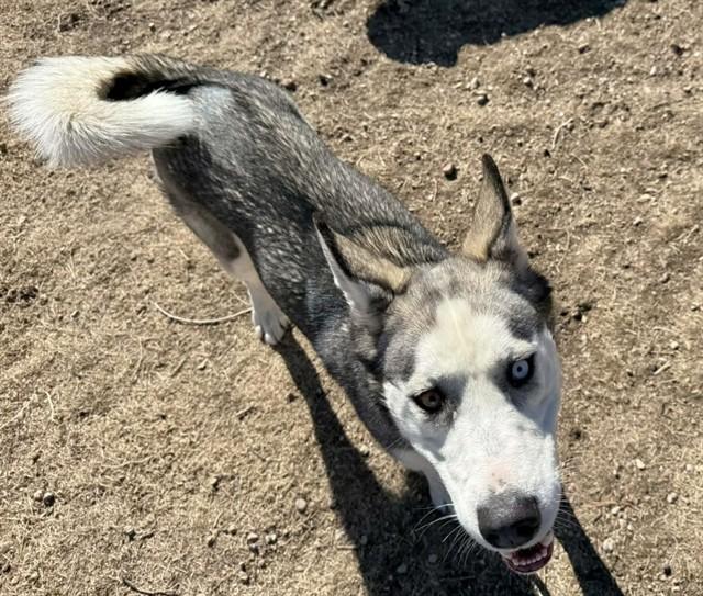 SIENNA, Adoptable, Adult Female Siberian Husky.
