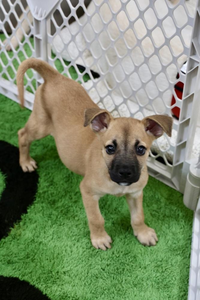 Amelia, Adoptable, Puppy Female Chihuahua.