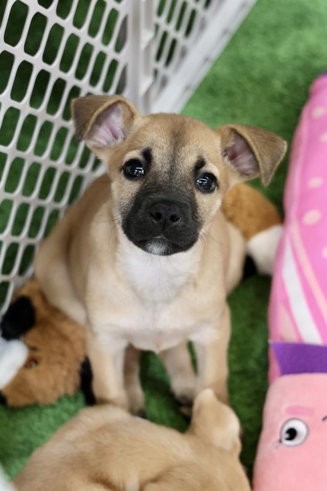 Enlarge Amelia, a Adoptable mixed breed in TUCSON, AZ image 2/4