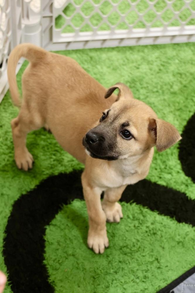 Enlarge Amelia, a Adoptable mixed breed in TUCSON, AZ image 3/4