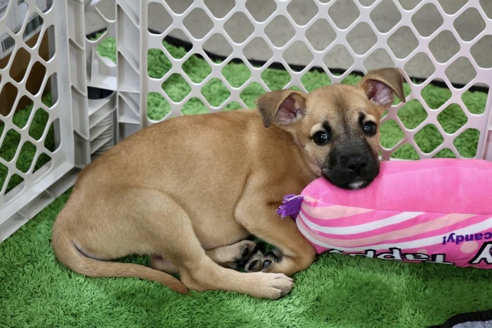 Enlarge Amelia, a Adoptable mixed breed in TUCSON, AZ image 4/4