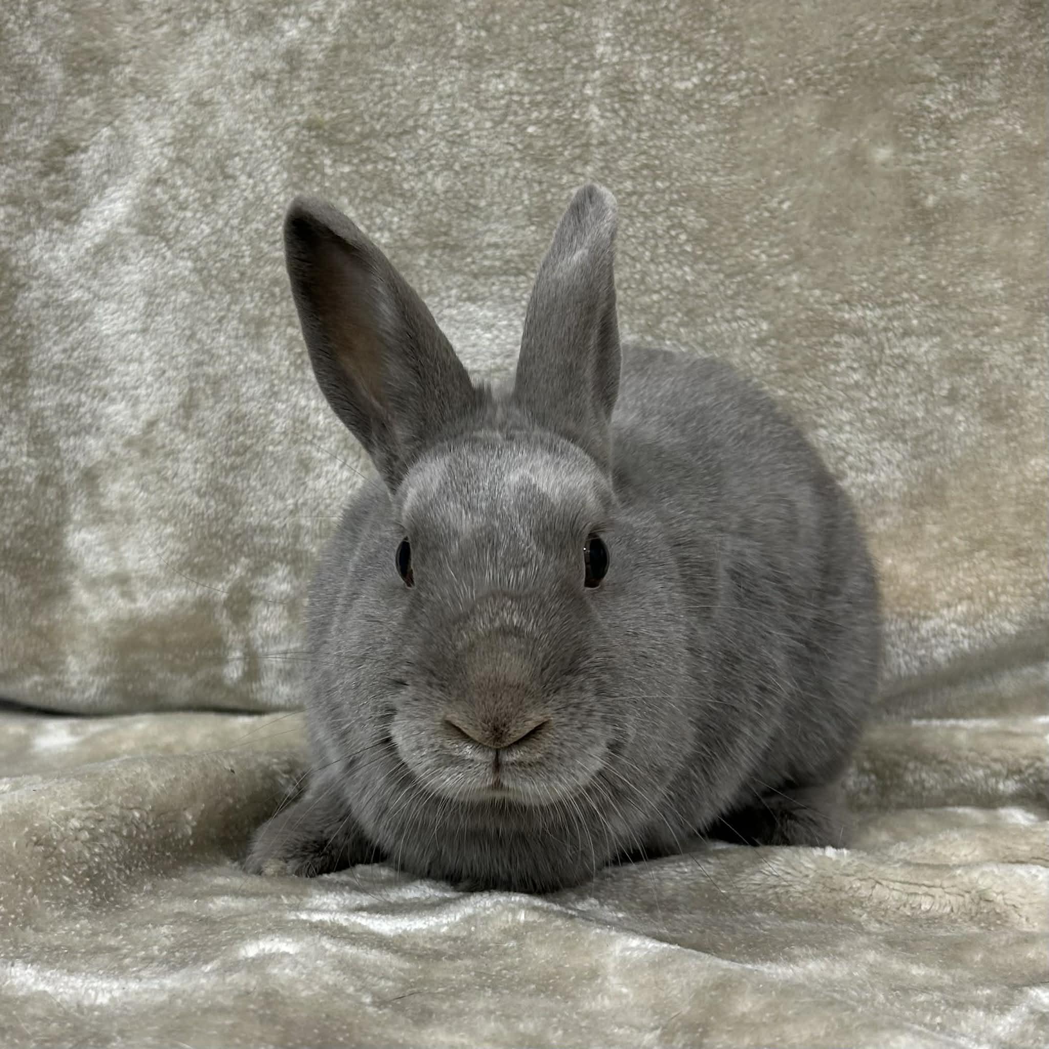 Skylar, a ADOPTABLE Polish in Edgewood, MD image 5/6