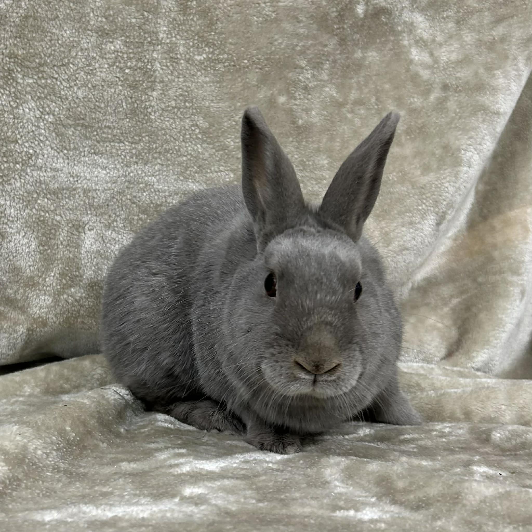 Skylar, a ADOPTABLE Polish in Edgewood, MD image 4/6