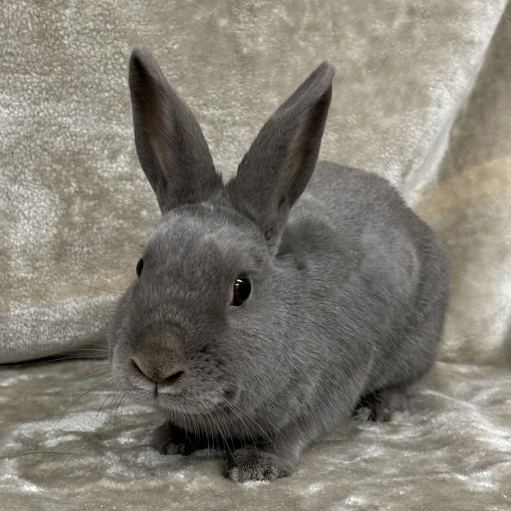 Skylar, ADOPTABLE, Adult Female Polish.