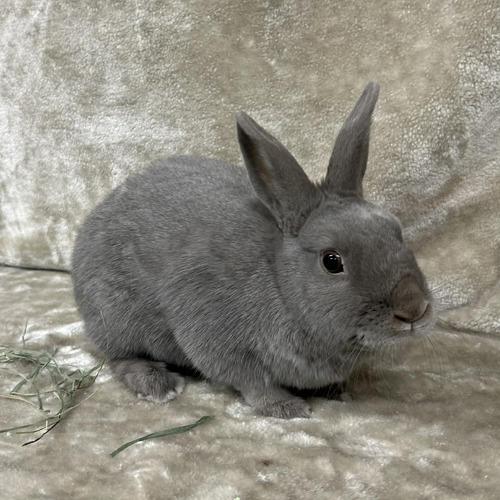 Skylar, a ADOPTABLE Polish in Edgewood, MD image 6/6