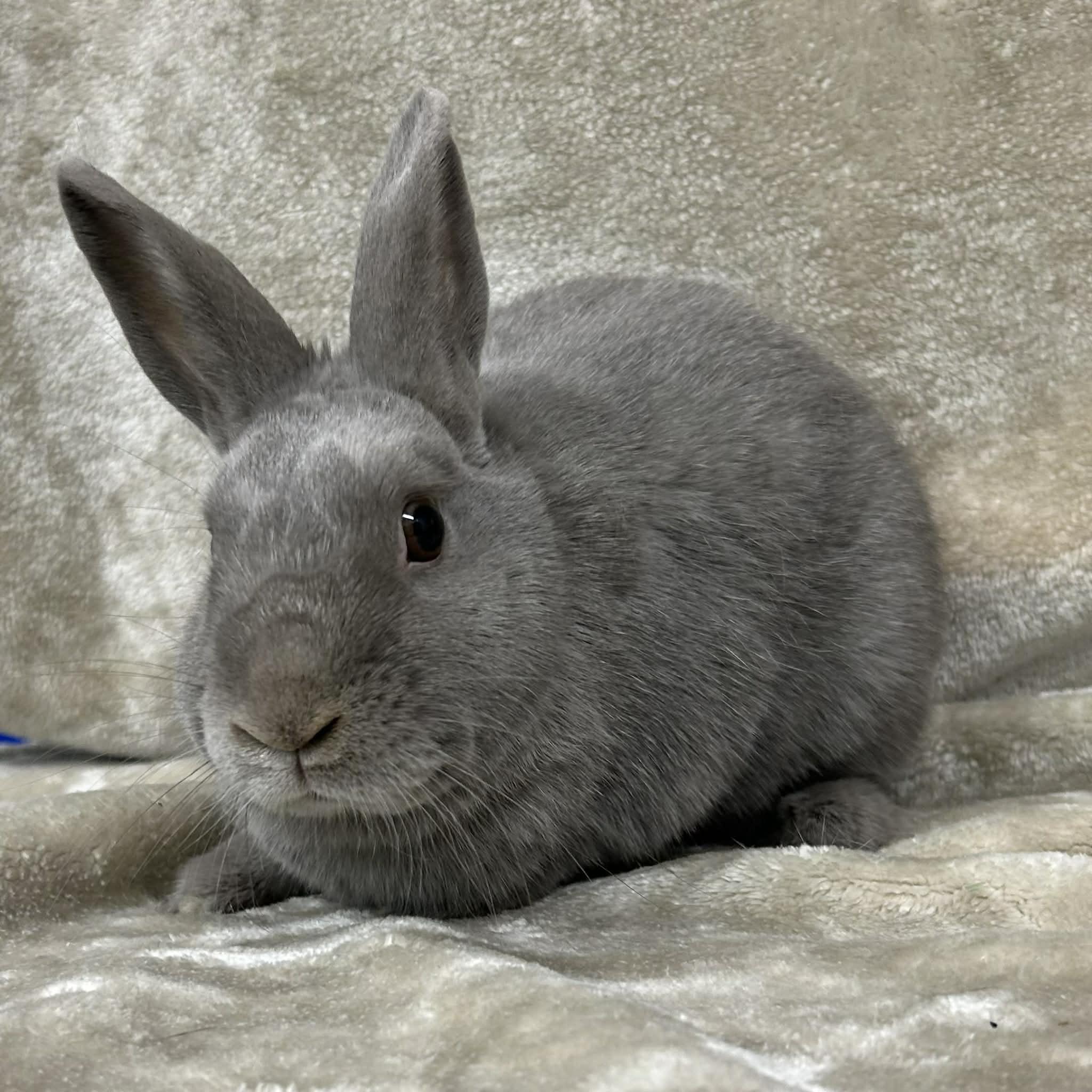 Skylar, a ADOPTABLE Polish in Edgewood, MD image 2/6