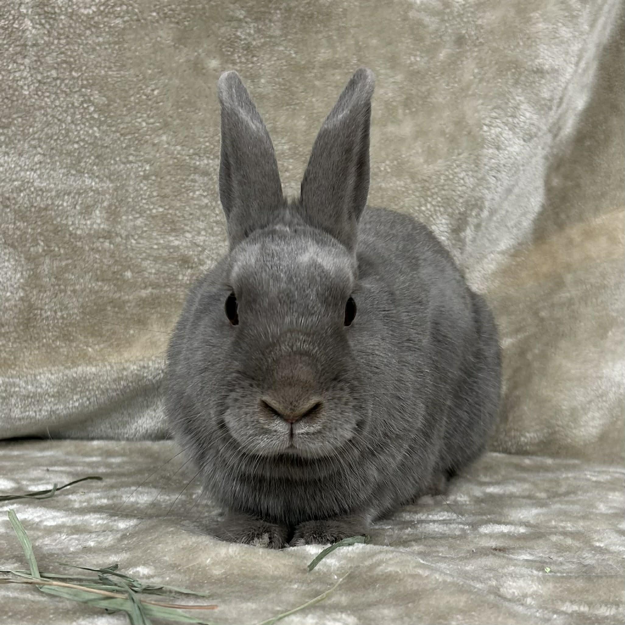 Skylar, a ADOPTABLE Polish in Edgewood, MD image 3/6