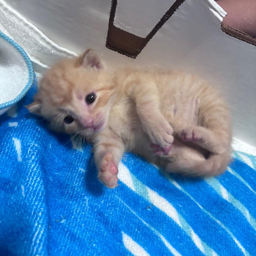 Cheeto, a Adoptable Domestic Short Hair in Springtown, TX image 1/6