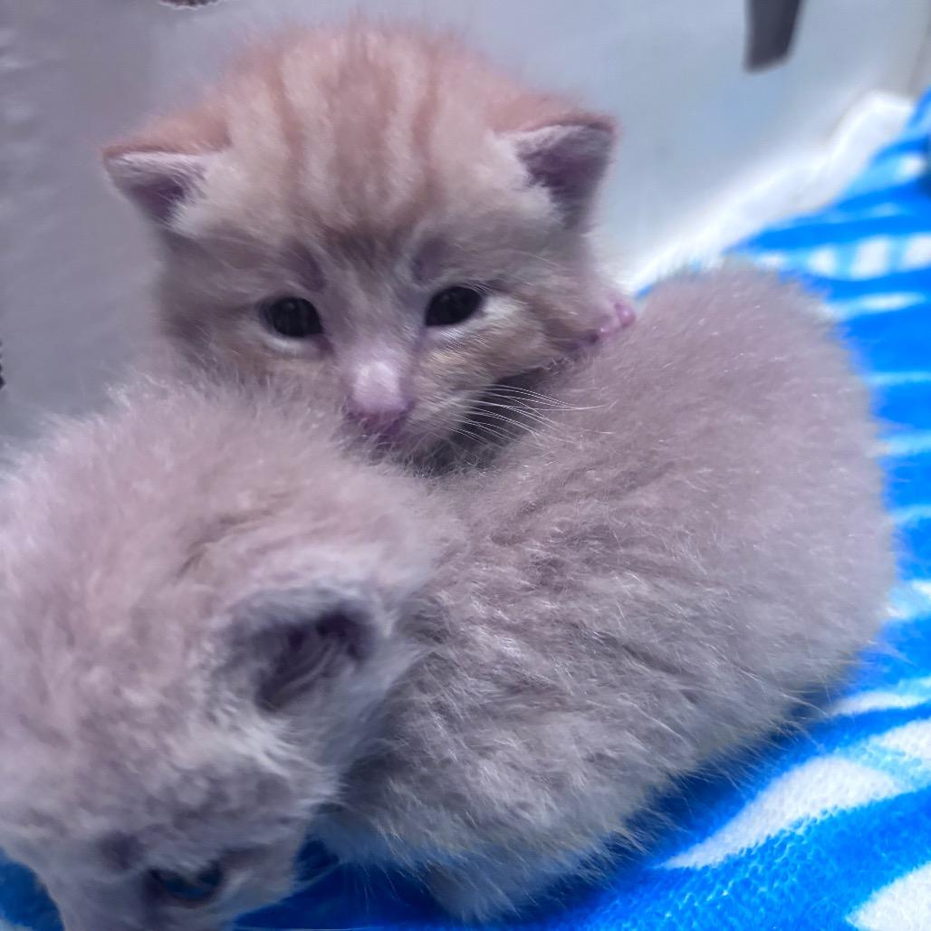 Cheeto, a Adoptable Domestic Short Hair in Springtown, TX image 2/6