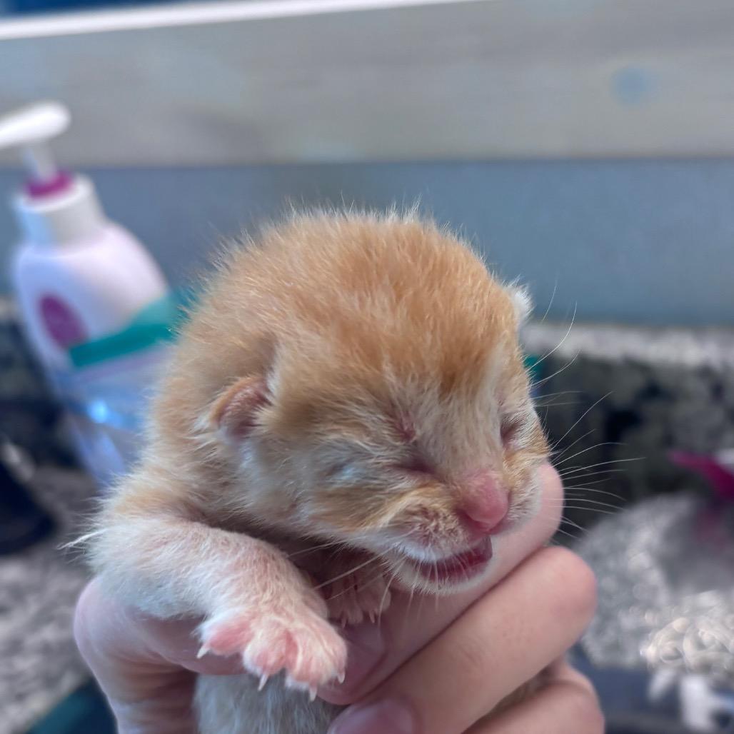 Cheeto, a Adoptable Domestic Short Hair in Springtown, TX image 6/6
