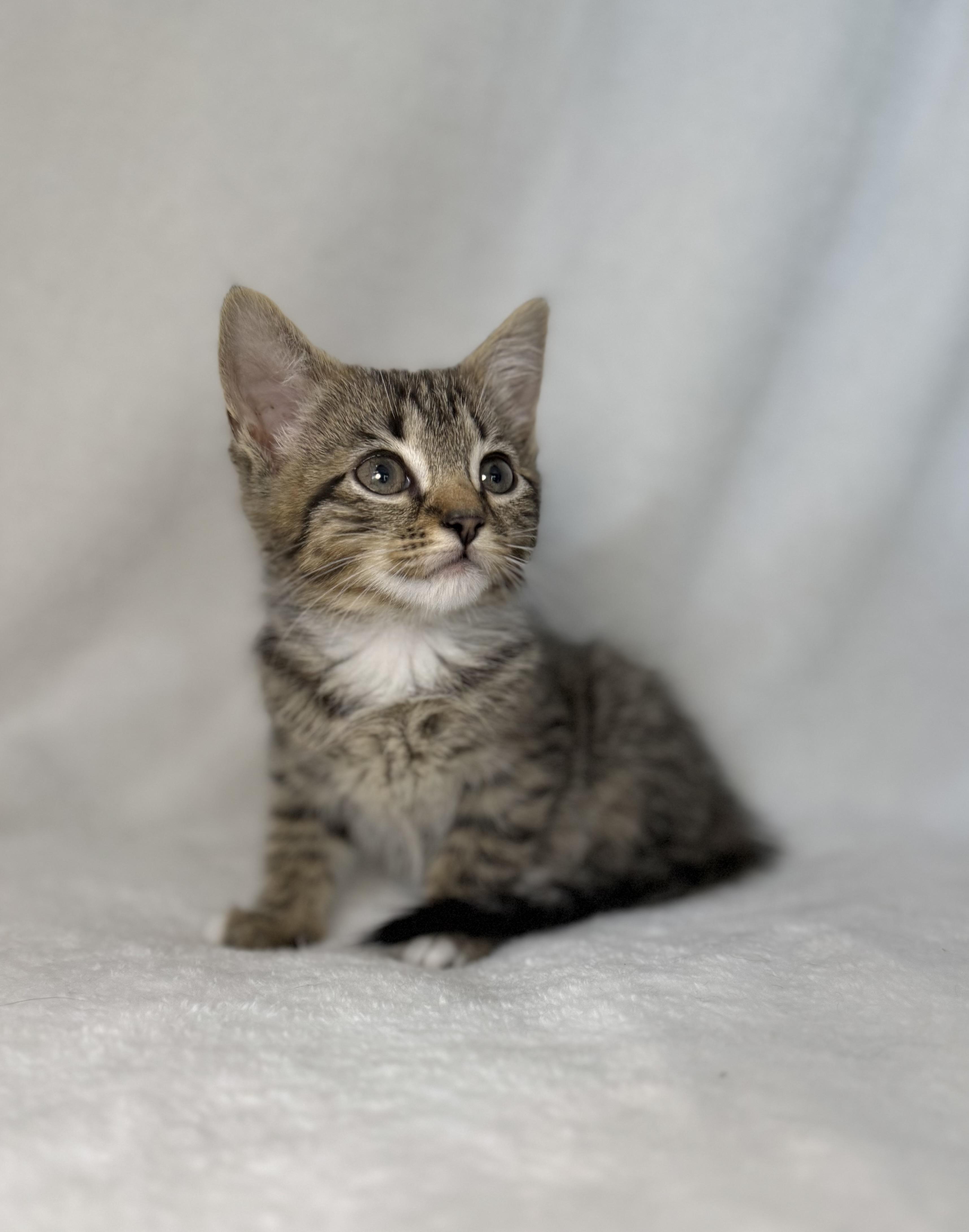 Tempee, Adoptable, Kitten Female Domestic Short Hair & Tabby.
