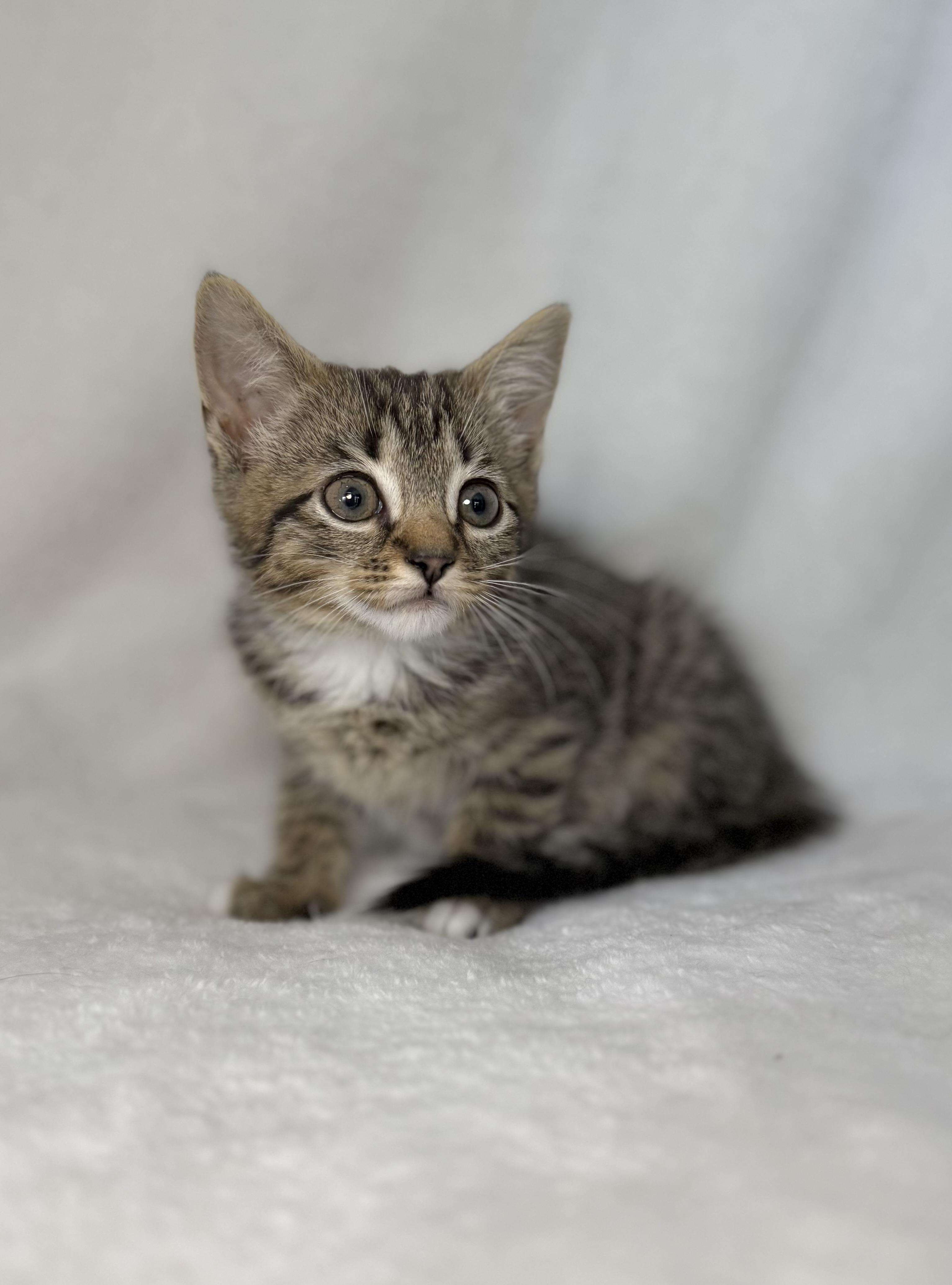 Enlarge Tempee, a Adoptable mixed breed in Greensboro, NC image 2/6