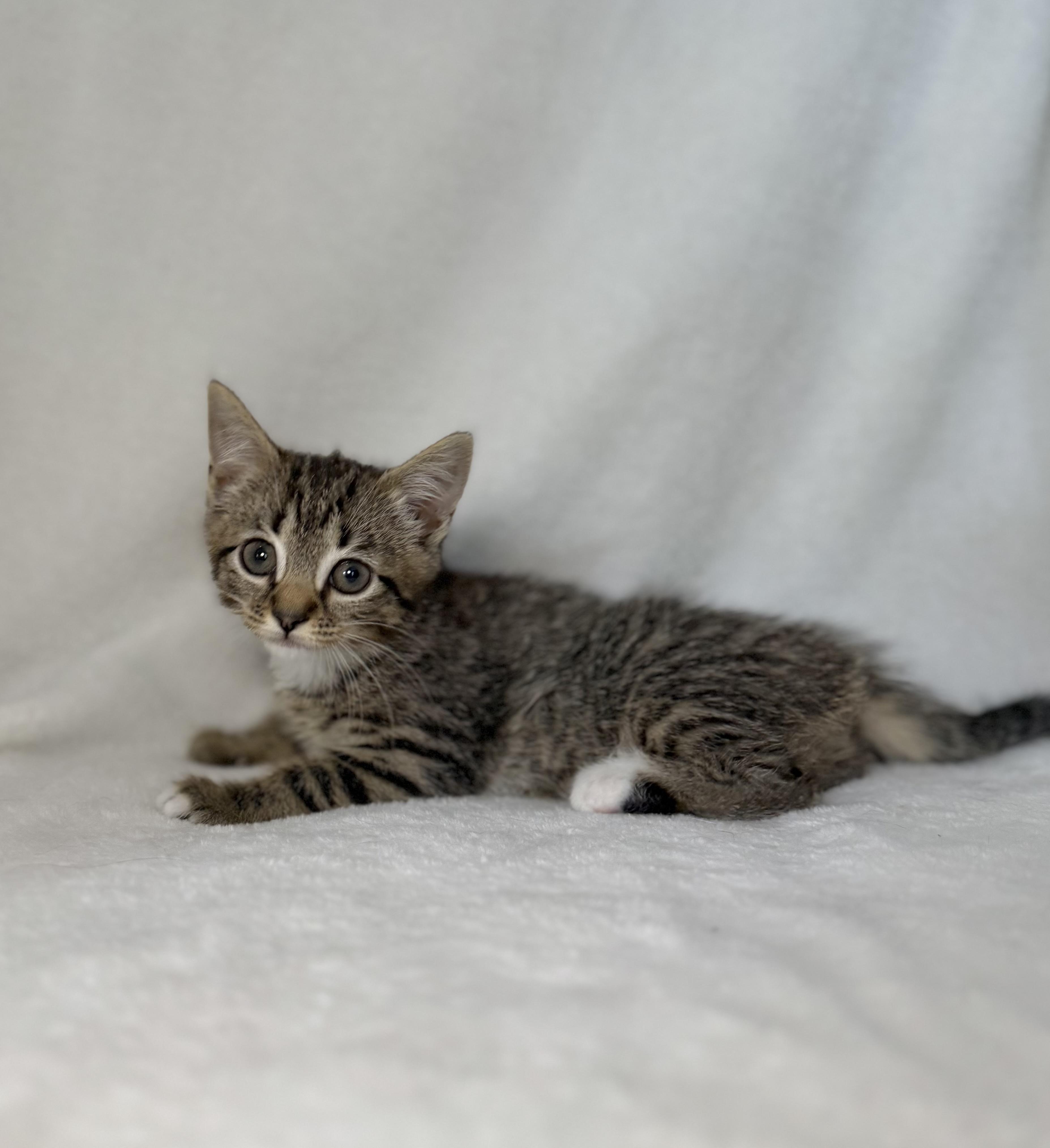 Enlarge Tempee, a Adoptable mixed breed in Greensboro, NC image 3/6