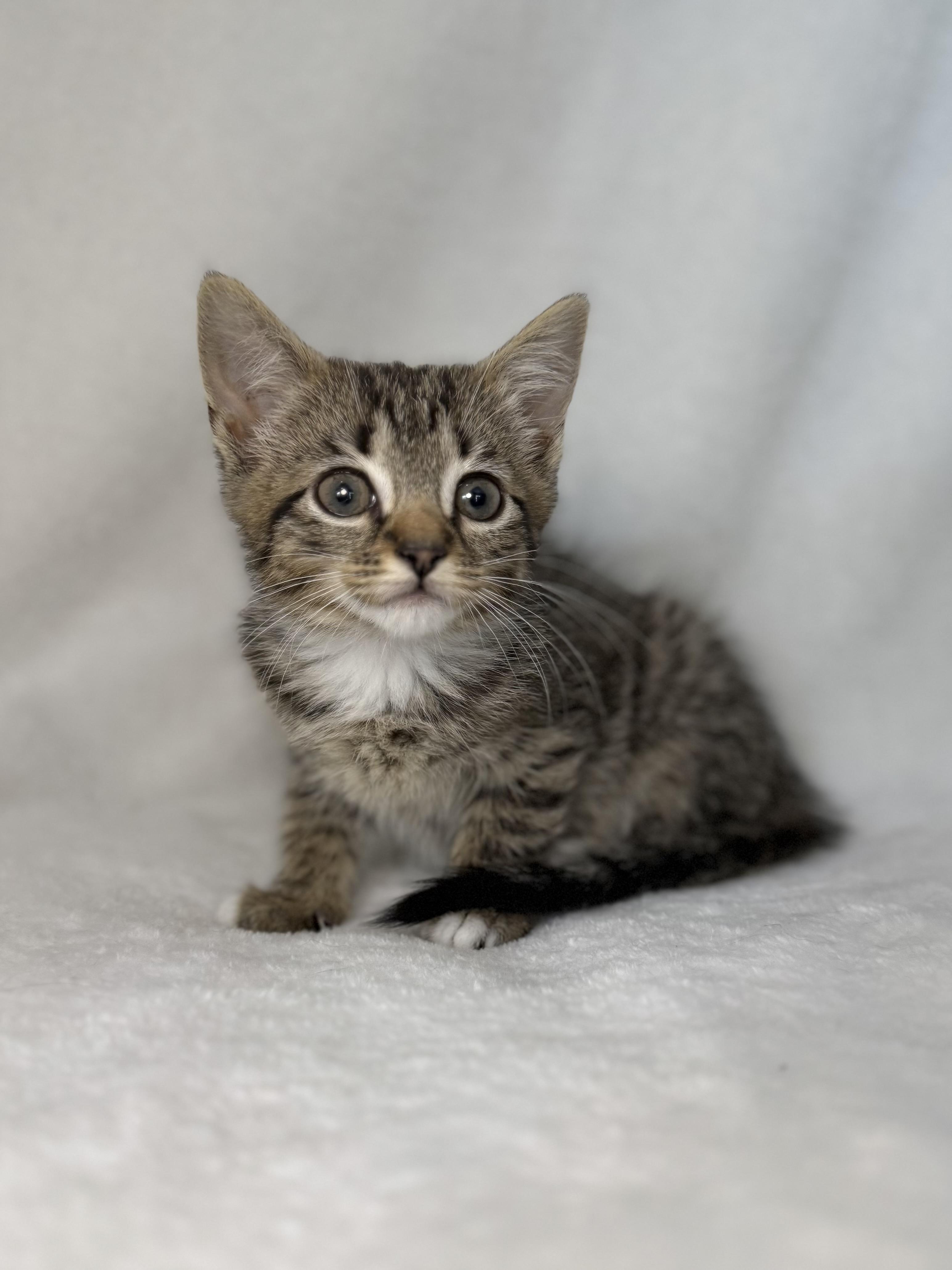 Enlarge Tempee, a Adoptable mixed breed in Greensboro, NC image 5/6