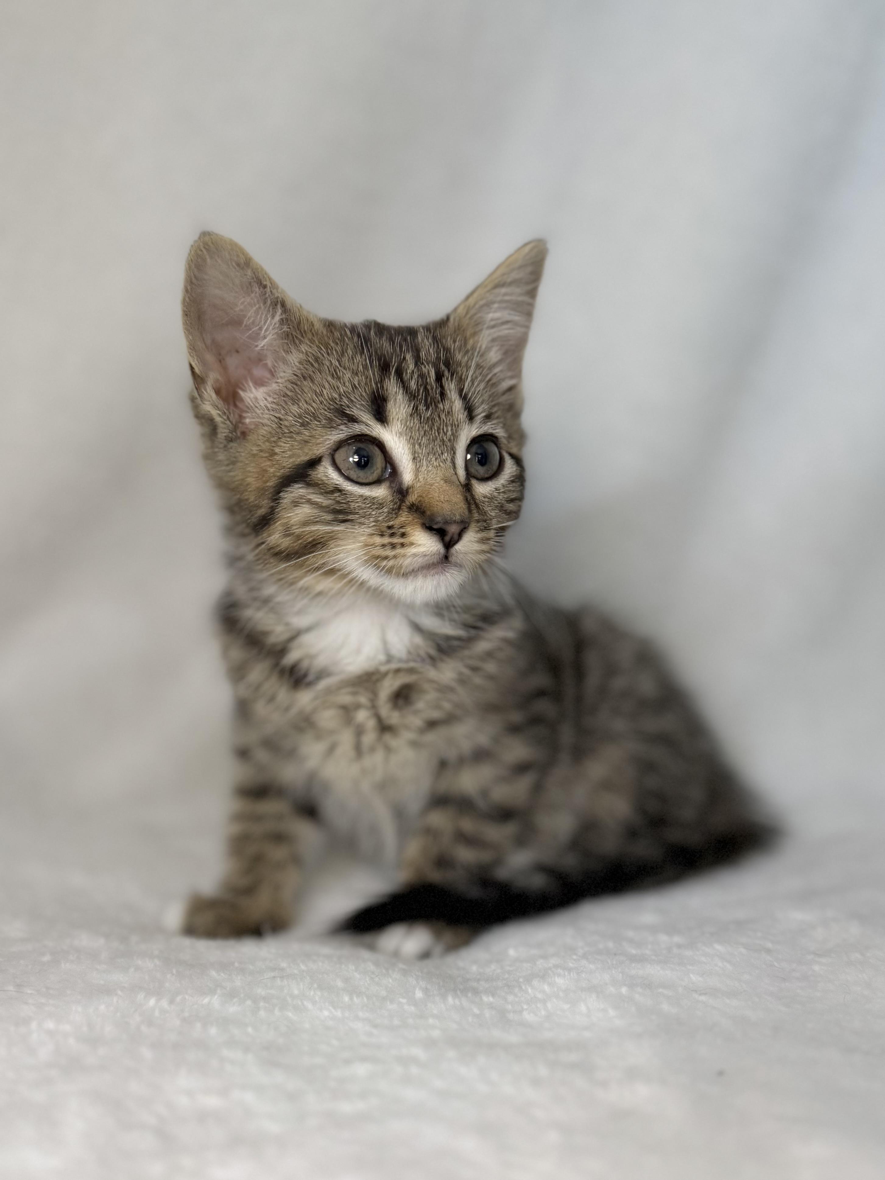 Enlarge Tempee, a Adoptable mixed breed in Greensboro, NC image 6/6