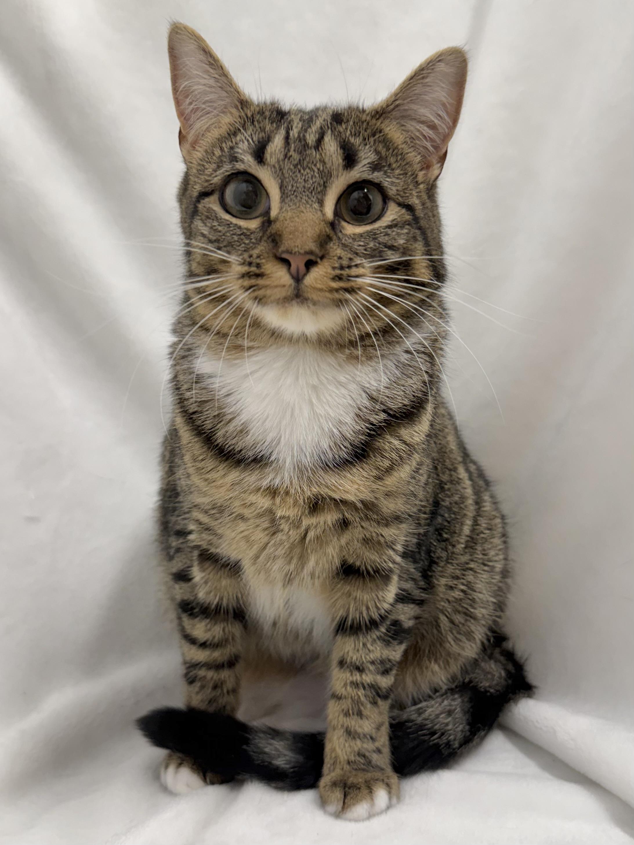 Tempee, Adoptable, Kitten Female Domestic Short Hair & Tabby.