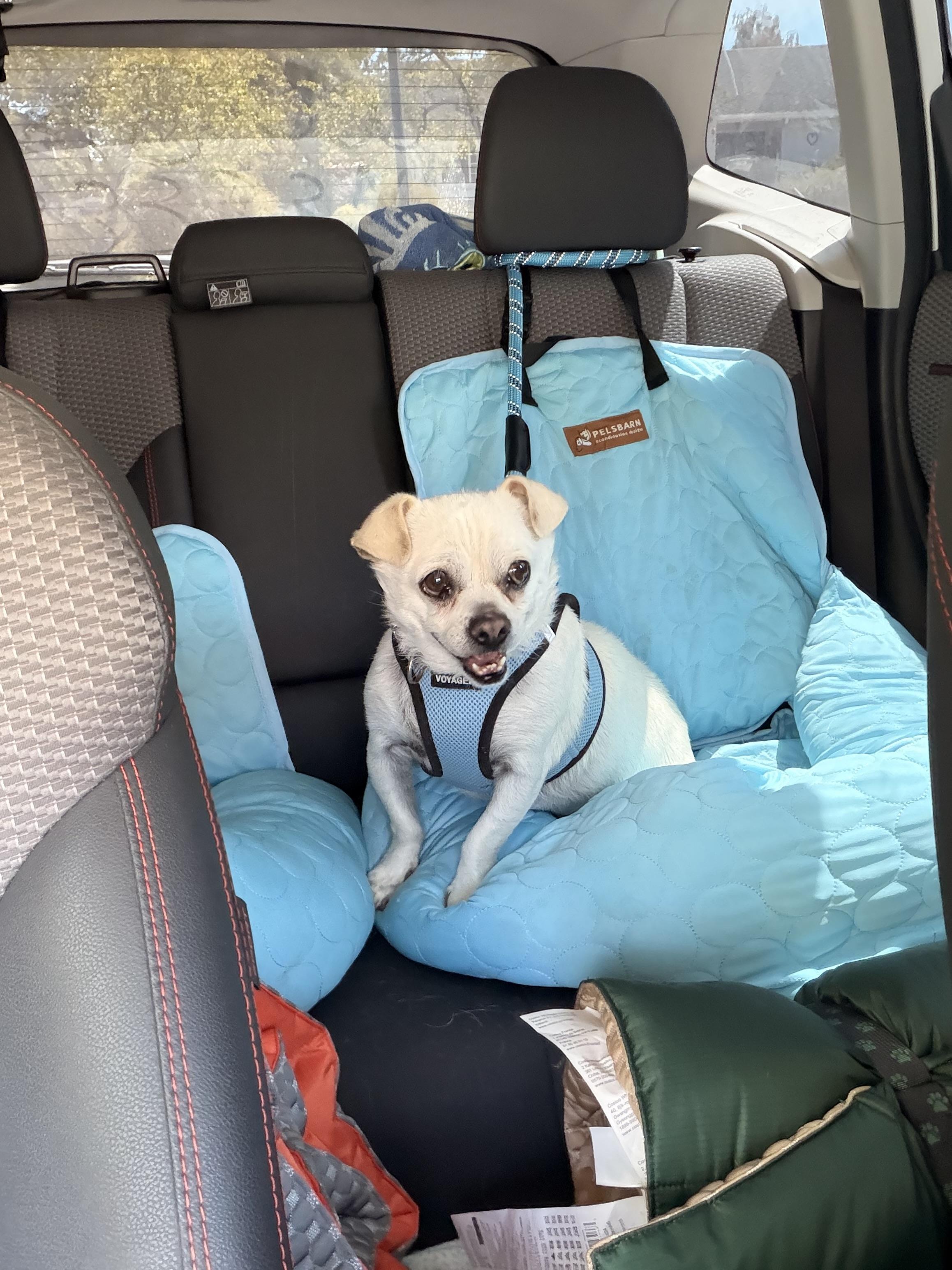 Enlarge Cirilo, a Adoptable Mixed Breed in Nipomo, CA image 4/5