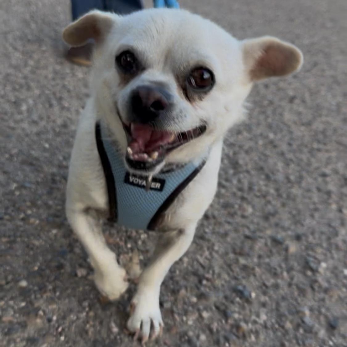 Enlarge Cirilo, a Adoptable Mixed Breed in Nipomo, CA image 3/5