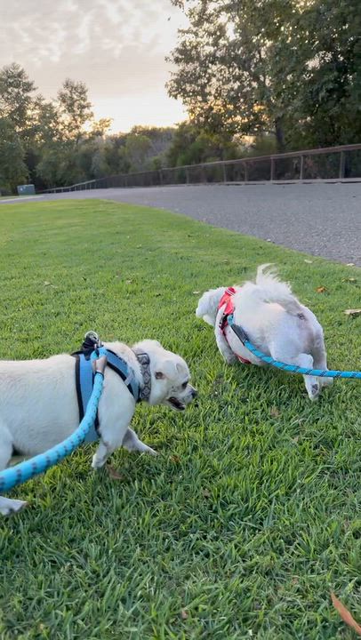 Enlarge Cirilo, a Adoptable Mixed Breed in Nipomo, CA video 5/5