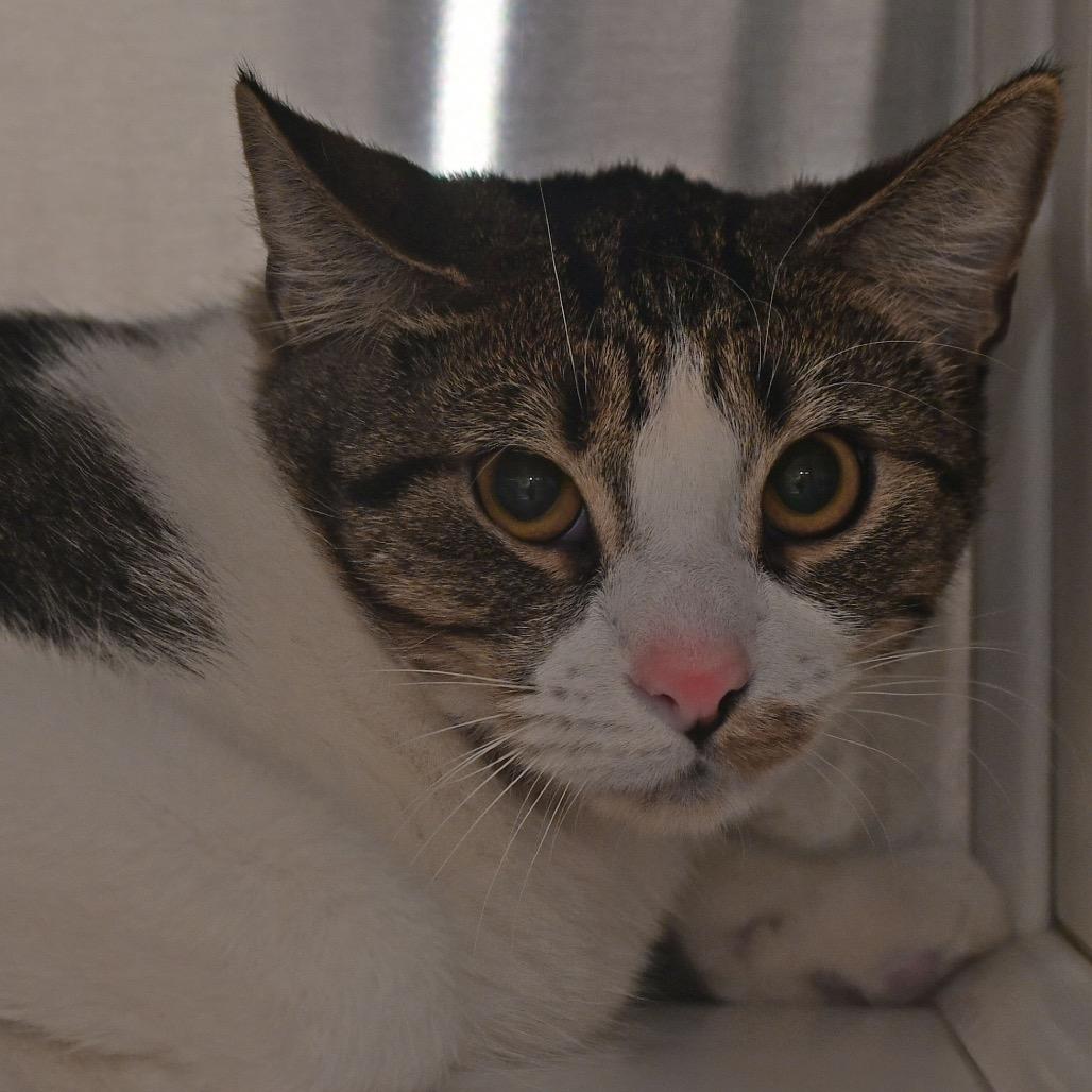 Enlarge Buddy, a Adoptable Domestic Short Hair in Ottawa, KS image 1/1